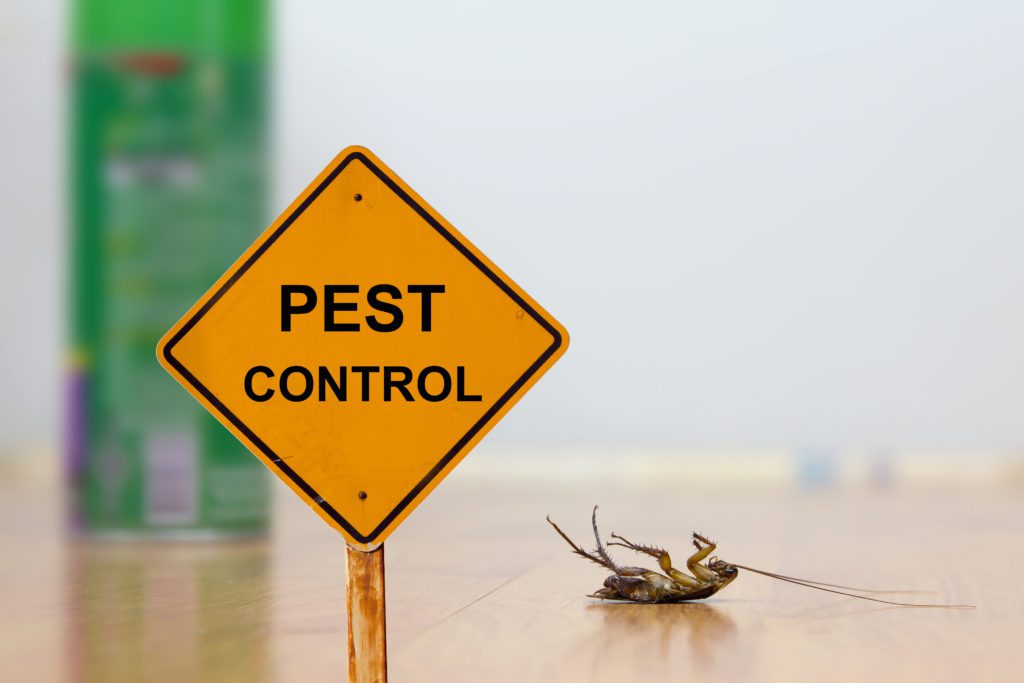 Common House Pests You Don’t Want at Your Property