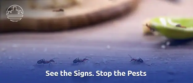 How to Identify and Avoid Common House Pests