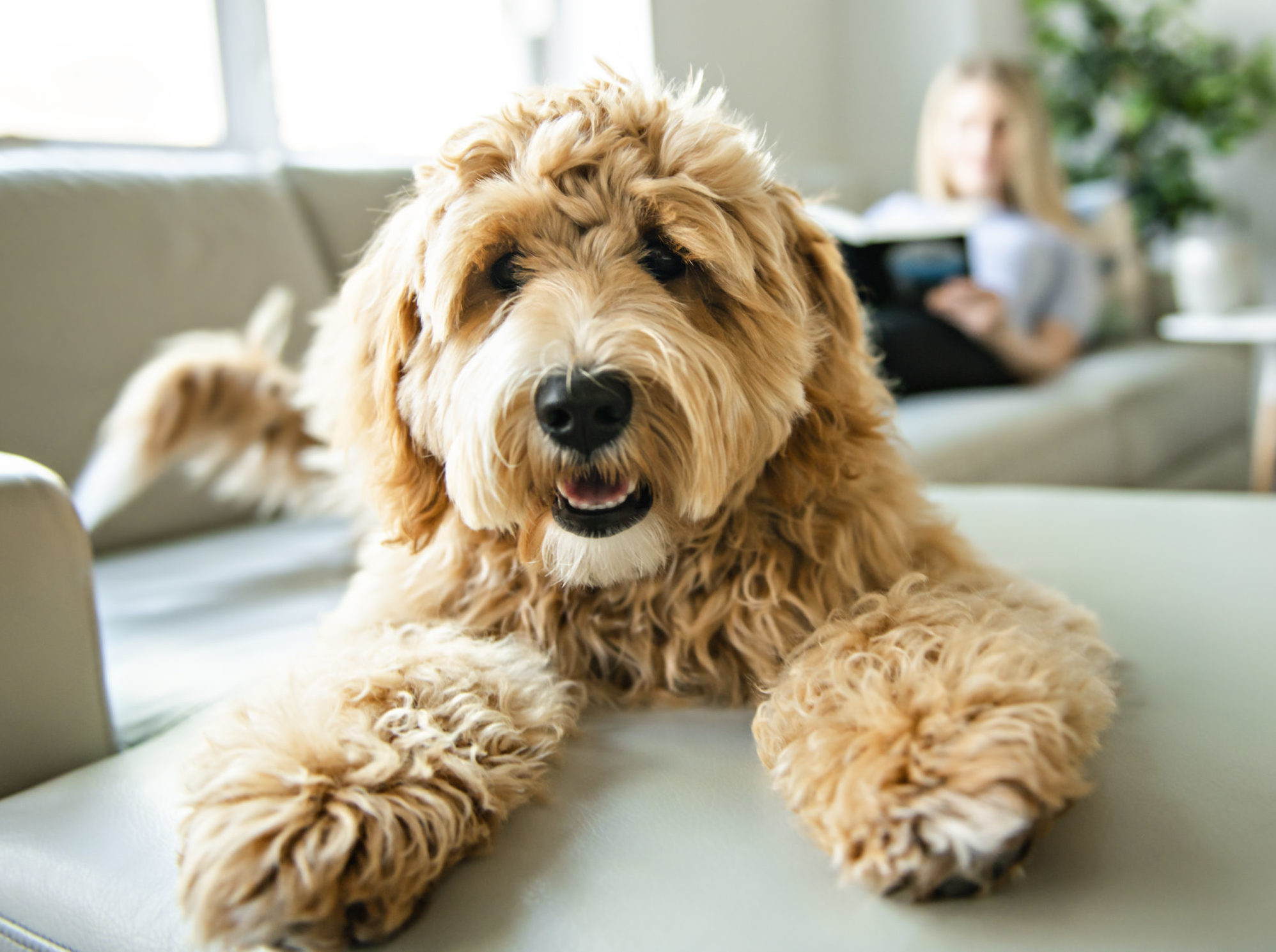 Pet-friendly rentals can attract tenants to a rental property.