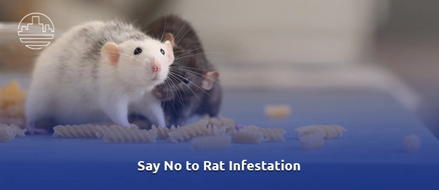 rat infestation 